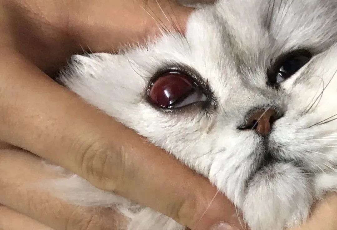 一周内两只猫外出洗澡，一死一伤！带猫去洗澡必须做好两件事(图7)