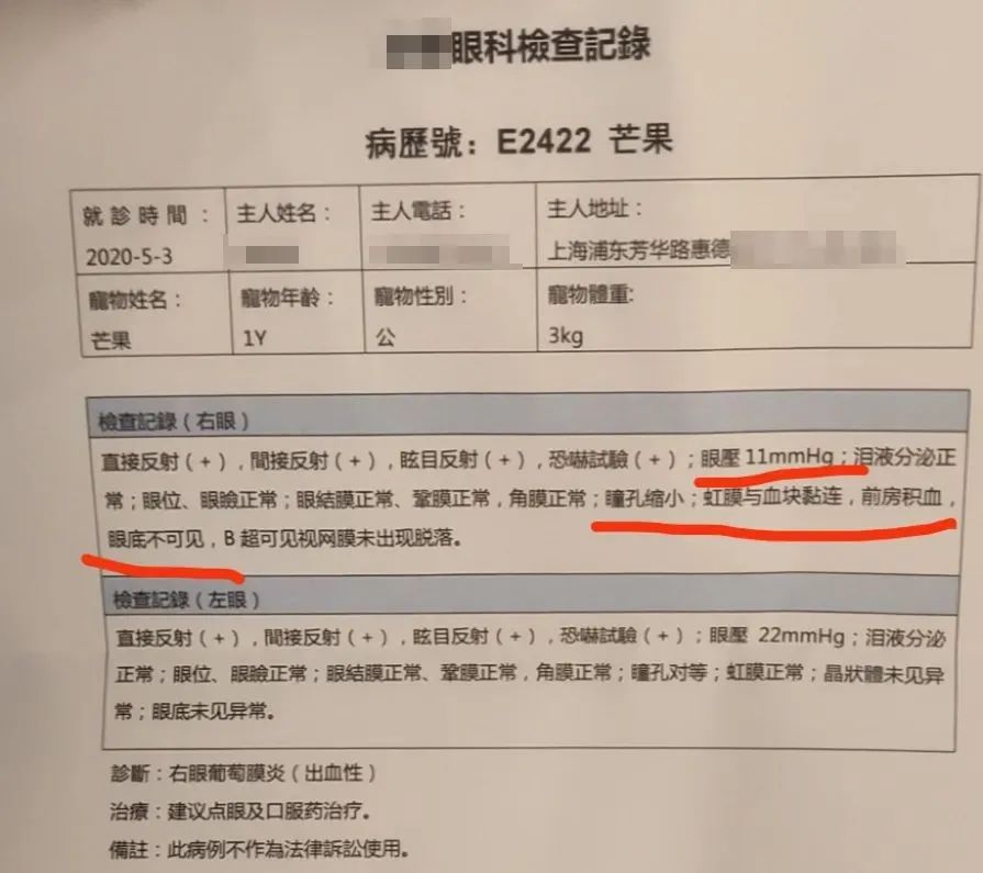 一周内两只猫外出洗澡，一死一伤！带猫去洗澡必须做好两件事(图8)