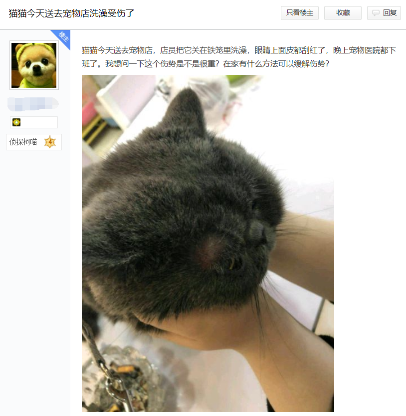 一周内两只猫外出洗澡，一死一伤！带猫去洗澡必须做好两件事(图11)