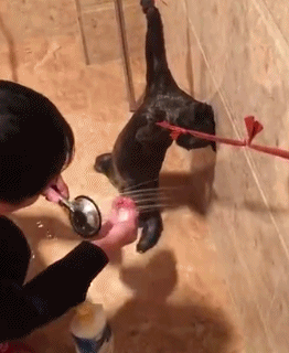 一周内两只猫外出洗澡，一死一伤！带猫去洗澡必须做好两件事(图14)