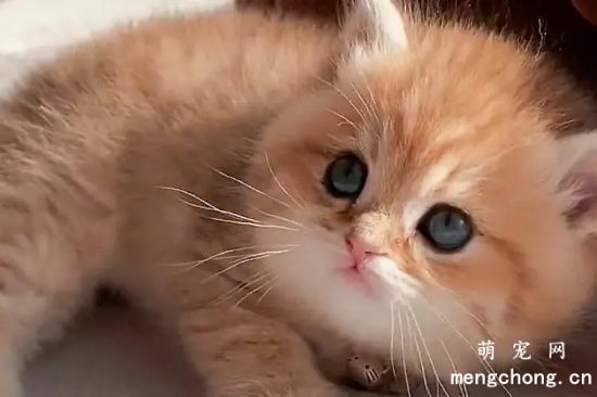 一窝的猫能够交配吗