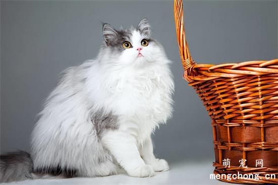 七种超适合新手养的猫咪