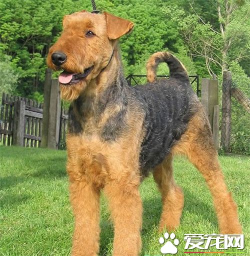 全能梗练习 饮食习气的练习要定点定量喂