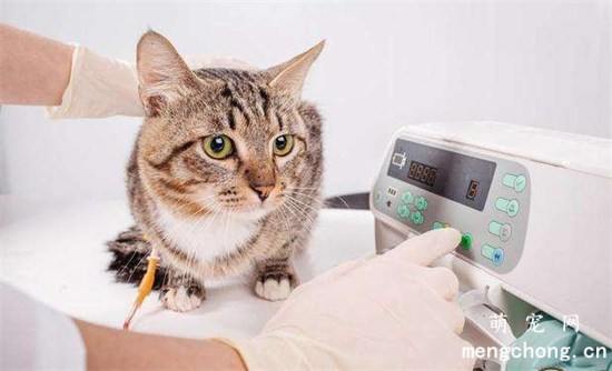 三个月的猫可以洗澡吗?