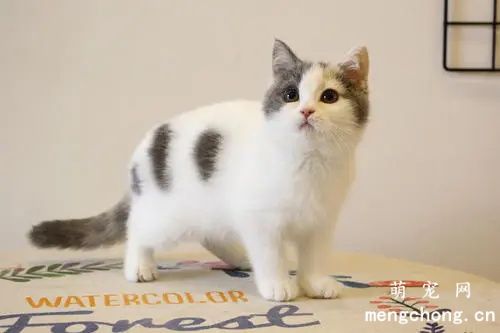 上班族养猫白天怎么办