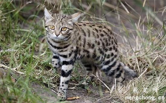 不吃鱼的猫(什么猫不吃鱼)
