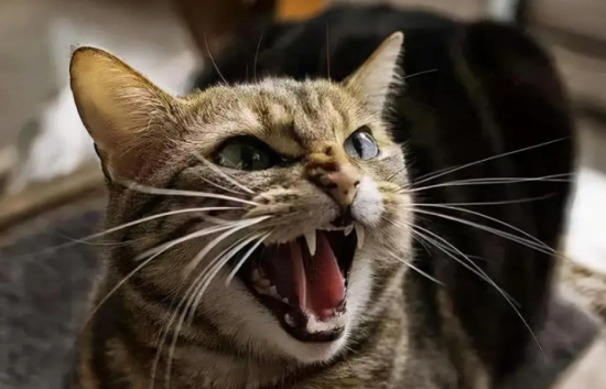 不让猫半夜嗷嗷叫的办法