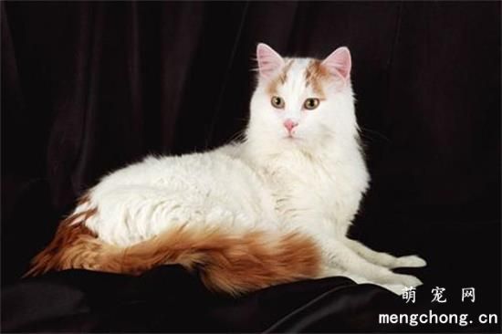 世界上最大的猫是什么品种？