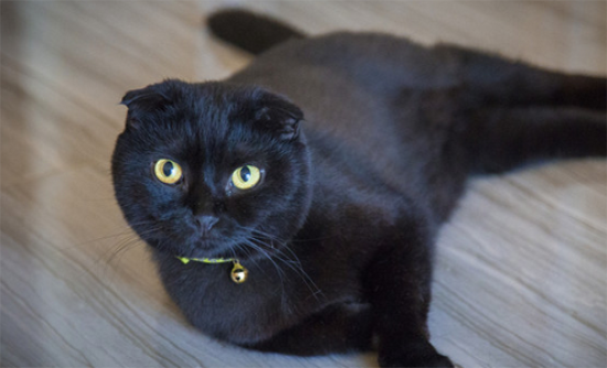 世界上最贵的猫