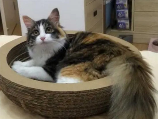 东北后院猫什么意思