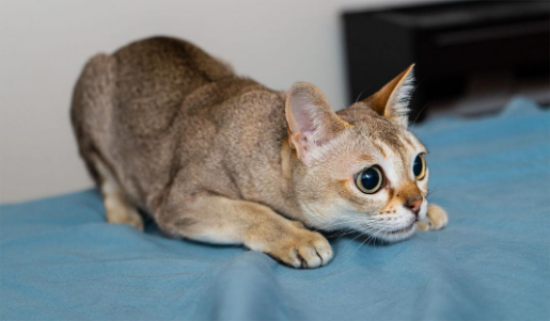 东南亚猫品种有哪些