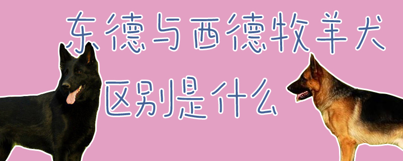 东德与西德牧羊犬辨别是什么