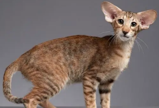 东方短毛猫怎么治疗猫瘟?