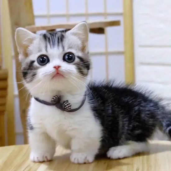 两个月大的小猫能吃虾仁吗
