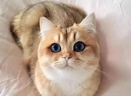 两个月大的猫咪可以洗澡吗？