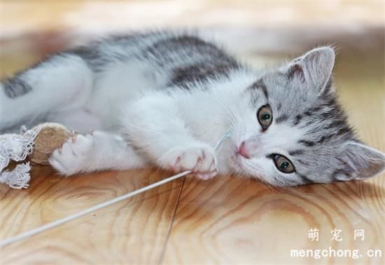 两个月小猫吃什么奶糕好？