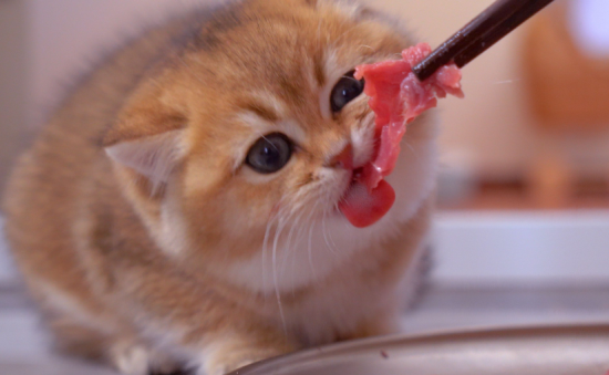 两个月的小猫咪吃什么食物好