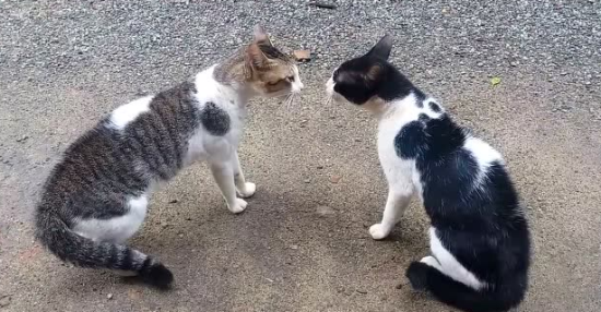 两只猫互相嚎叫意味着什么