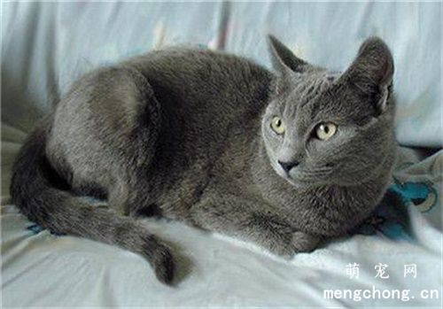 两大方面让猫咪免除寄生虫的侵害