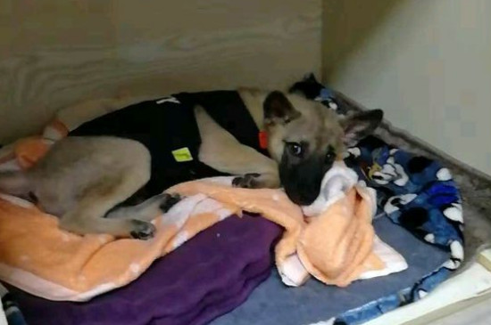 部分狗粮创造历程，自治犬粮配方及教程