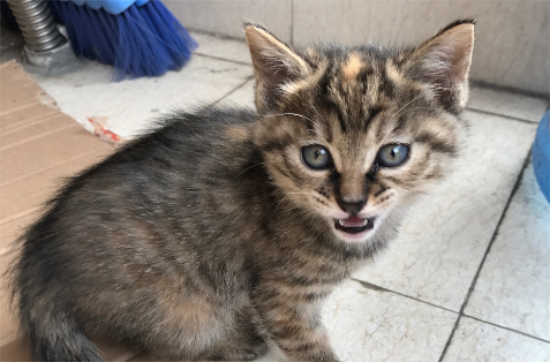 中国狸花猫饲养注意事项