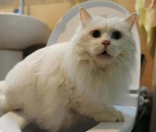 为什么一蹲坑猫就过来并且叫