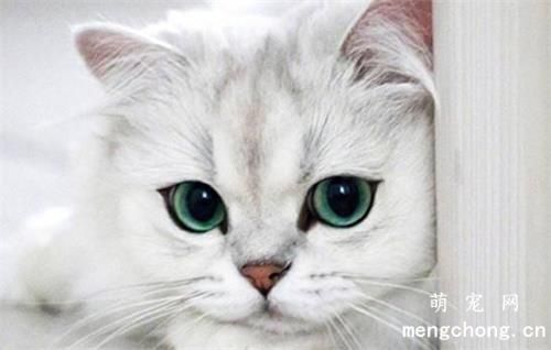 为什么上厕所猫咪喜欢蹲在旁边陪着？
