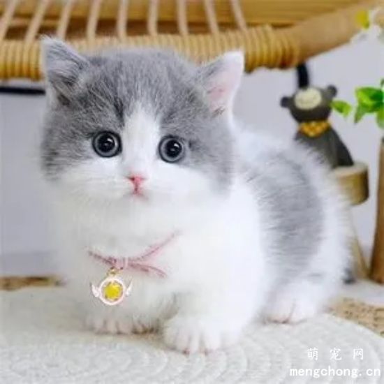 为什么不养短脚猫