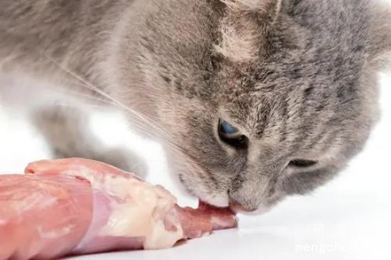 为什么不建议猫咪吃生肉?