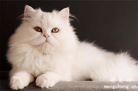 为什么不要和小猫对视