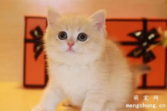 为什么主人一走猫就叫