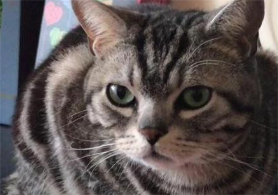 为什么人死后猫不能靠近棺材