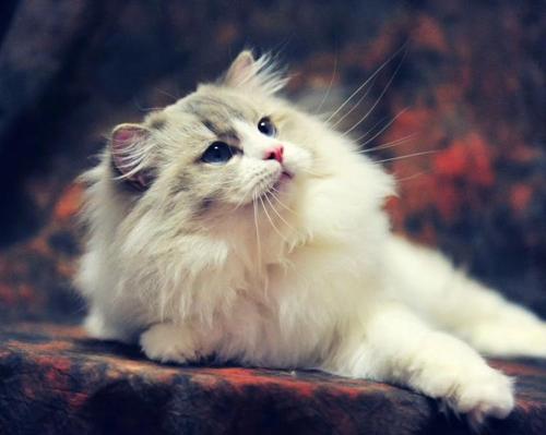 为什么养布偶猫时要多梳毛？