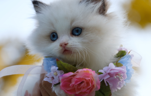 为什么可爱的猫咪会出现口臭