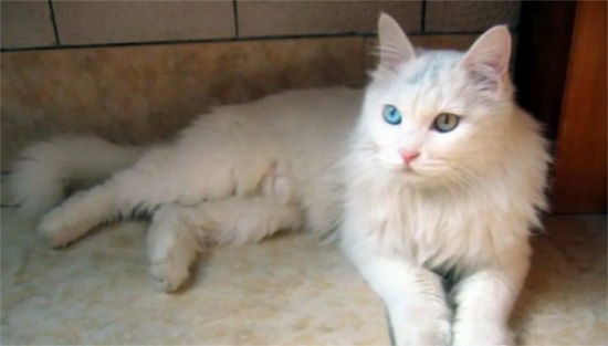 为什么大家更喜欢猫，而不是选择养狗？十个理由告诉你