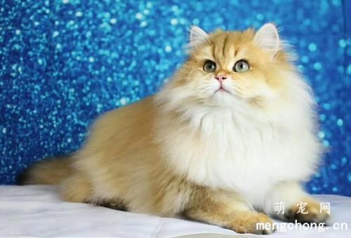 为什么小猫睡觉打呼噜？