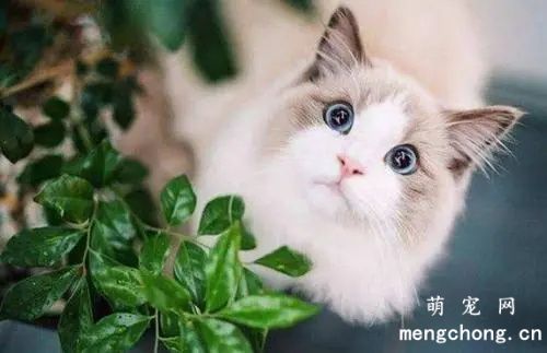 为什么布偶猫被称为“万人迷”?