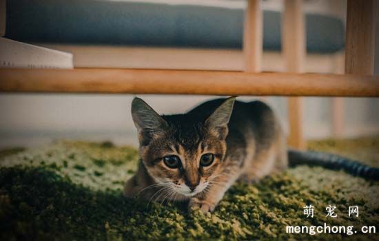 为什么建议领养猫而不是买猫