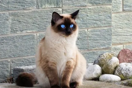 为什么很少人养巴厘猫