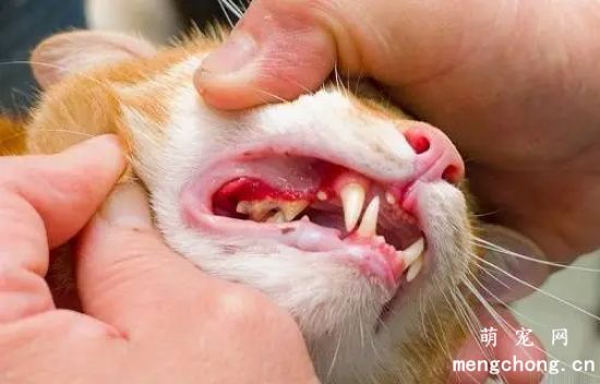 为什么我家猫咪的口气闻起来鱼腥味很重？