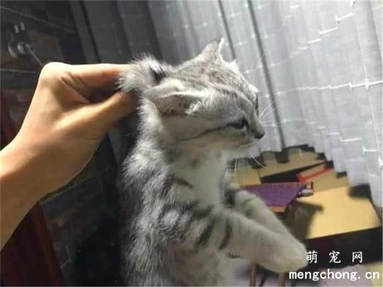 为什么揪猫脖子后面它就不动了