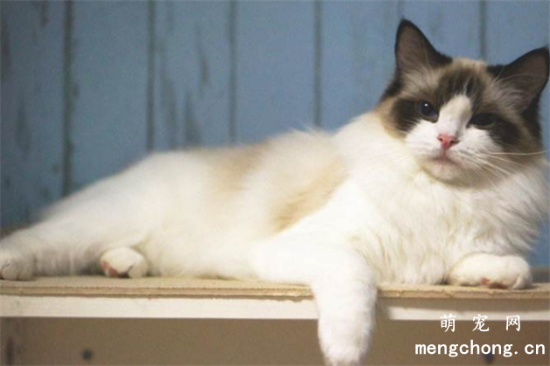 为什么救助站领养猫咪都需要绝育