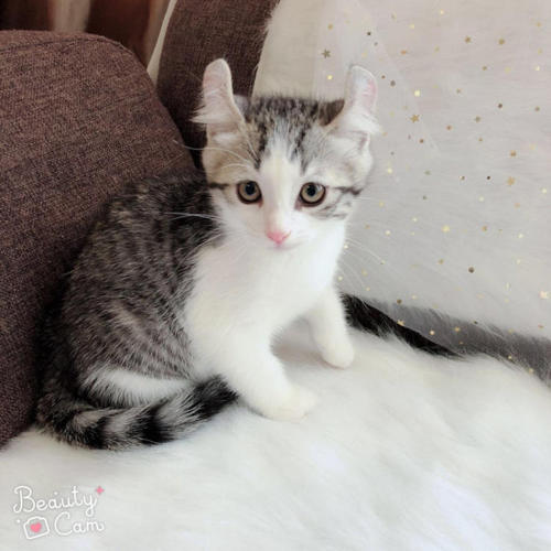 为什么有些猫洗了澡就死了