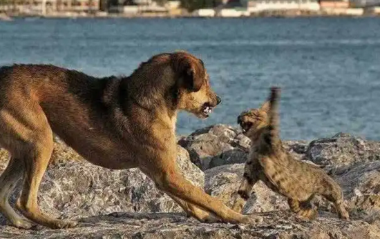 为什么犬科干不过猫科