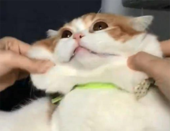 为什么猫不像狗一样被驯化