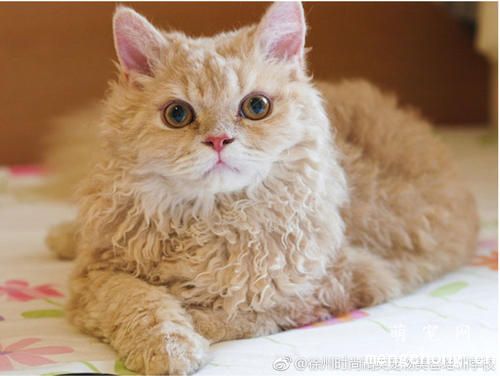 为什么猫不吃猫草?