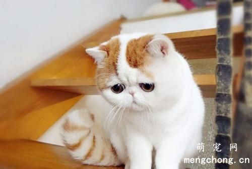 为什么猫咪不能吃人类的剩饭剩菜呢？