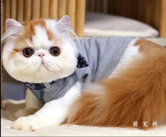 为什么猫咪不能喝牛奶？猫咪喝牛奶腹泻怎么办？