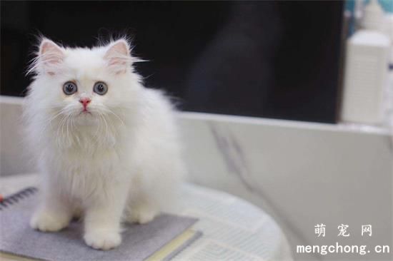 为什么猫咪不能喝牛奶？猫咪喝牛奶腹泻怎么办？