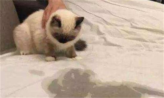 为什么猫咪乱撒尿
